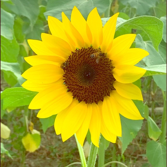 Meet your Posher, Vee - Picture 1 of 1